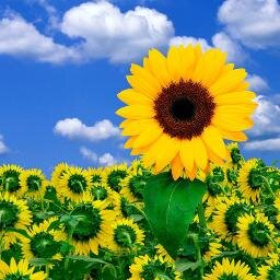 sunflowersview's profile picture. Lived in a cage - got thrown out...
It's amazingly hard to learn how to fly!