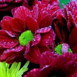 Helen_White2012's profile picture. 