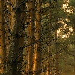 wilsm08's profile picture. Happiness often sneaks in through a door you didn't know you left open.            -John Barrymore