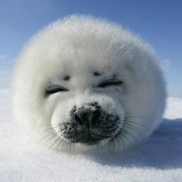 jetsugar's profile picture. 