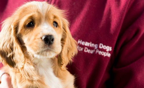 Community Fundraising Manager for Hearing Dogs for Deaf People in Norfolk, Suffolk and Essex.