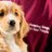 RachHearingDogs's profile image