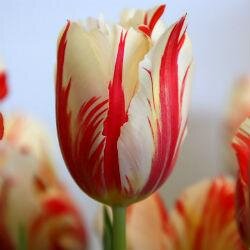 gelms15's profile picture. Live as if you were to die tomorrow. Learn as if you were to live forever. -Mahatma Gandhi 