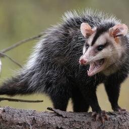 farrucabbgrapa's profile picture. 