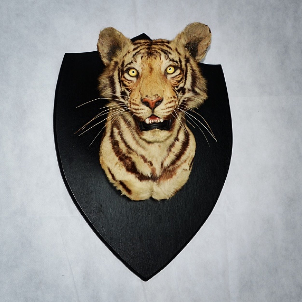 Buyers and sellers of quality antique and modern taxidermy