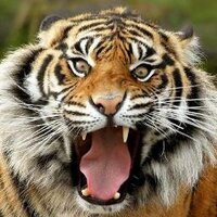 HT 🐯 (@ht_fx) 's Twitter Profile