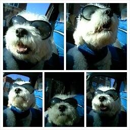 Fuzz approved account...Woof!