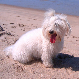Busco a Bibi, perrita bichón maltés perdida en #Boadilla del Monte, #Madrid... Pesa 5 kilos, tiene chip y el rabito enroscado. ¡Ayudadnos por favor! #perdido