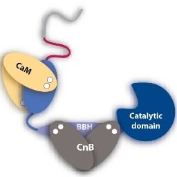 Biophysical, structural and biochemical studies of calcineurin.

Tweets are my own and do not represent the University of Kentucky.