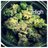 iHigh123's profile image