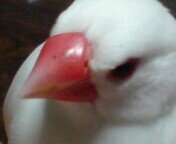 アイコンの白文鳥・きぃは2016.6.26、11歳でお星さまになりました。
2019.3.2、新しい子をお迎えしました。名前はぴーたんです！