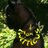 TwitticusMktg's profile image