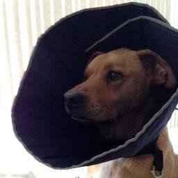 BaileyBooBooDog's profile picture. 