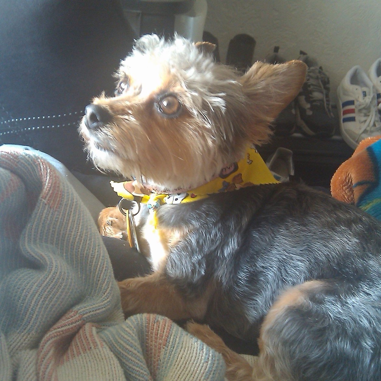 Tweeting about adorable yorkies, pittsburgh penguins and sweepstakes!
