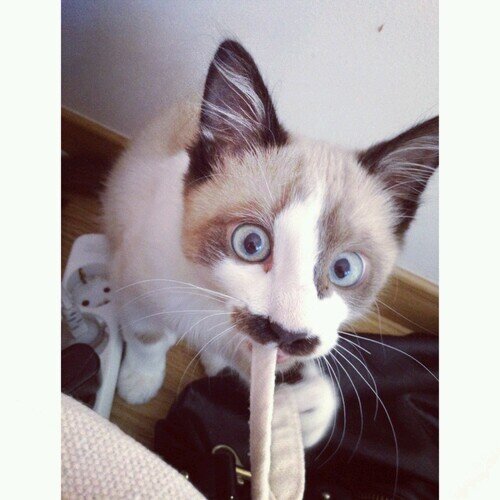 IJustWannaSay__'s profile picture. @cigarxettecyrus → If you ever need to talk ♥