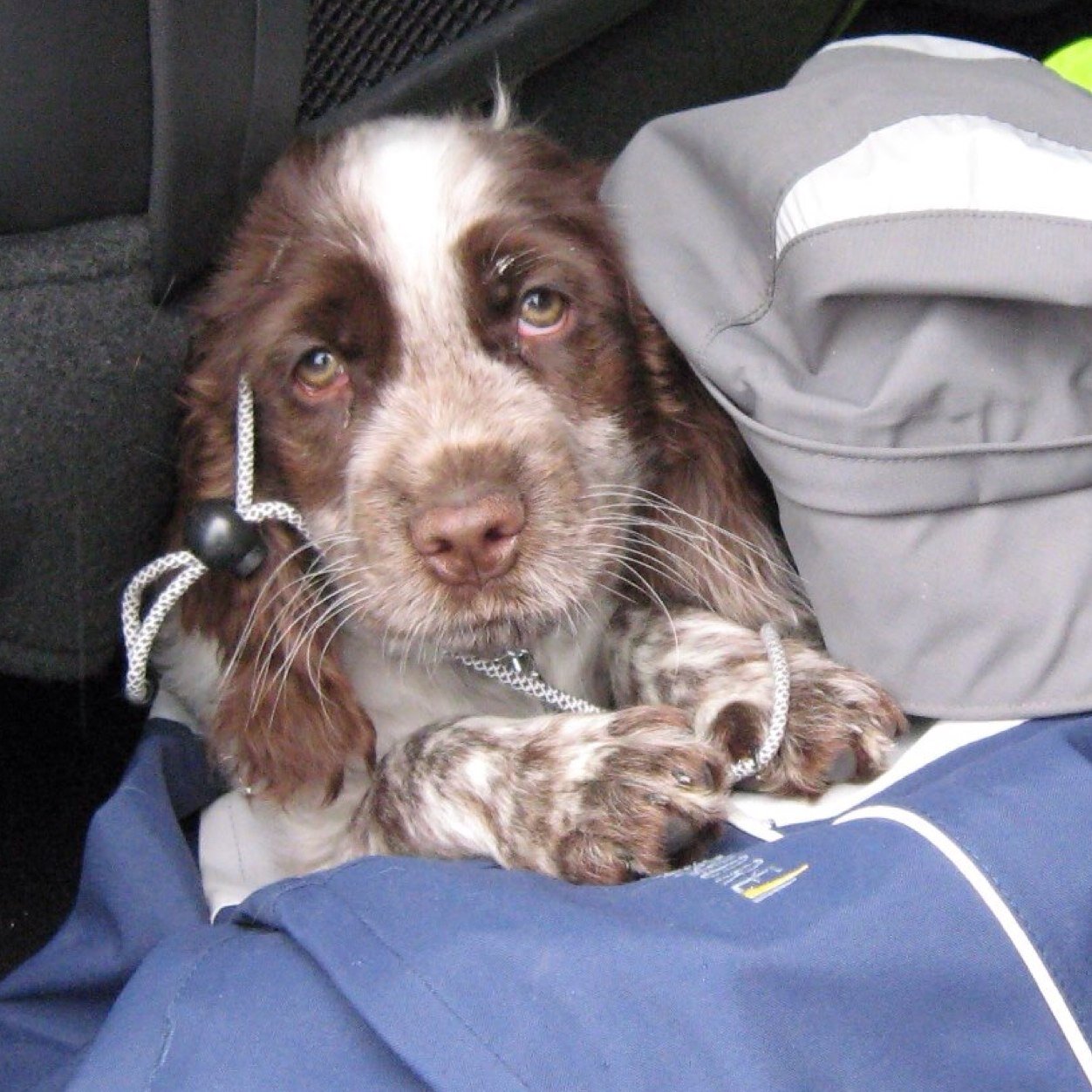 tirellifrancesc's profile picture. 