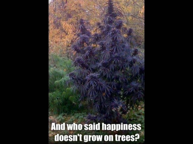 Follow me and you will never want to put that bong down,always high!#justgethigh #speaksthetruthaboutweed