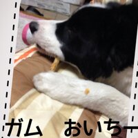 ドリーぱぱ (@8zoo8) 's Twitter Profile