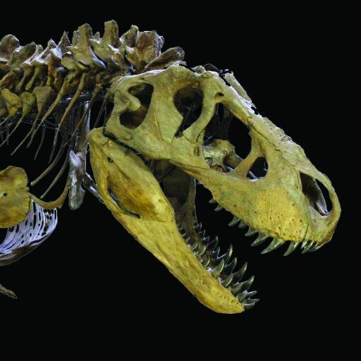Nom Nom Nom. Don't worry, I'm a nice dino. I enjoy smiling for visitor's photos & gnawing at triceratops! I'm happy to call the Museum of @WorldTreasures home.