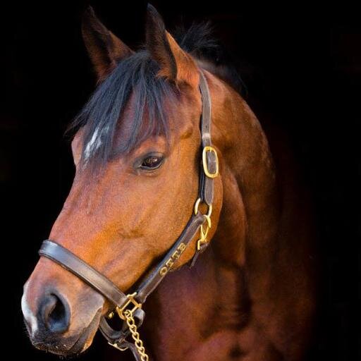 FiveCaratKelly's profile picture. 