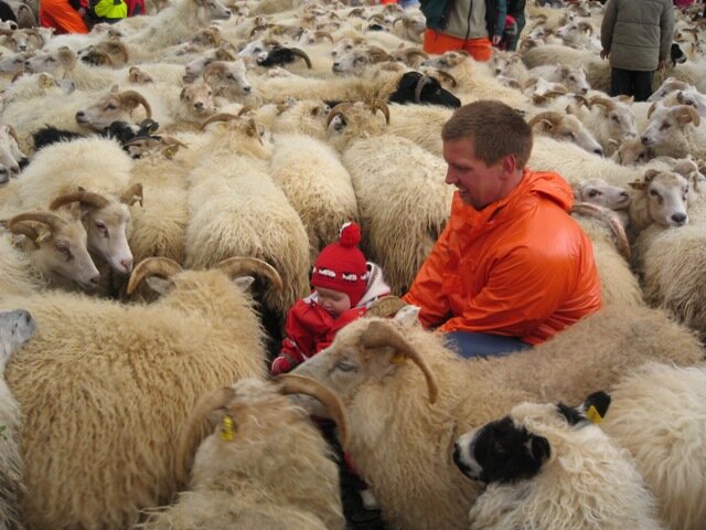 Bjarteyjarsandur is a sustainable family farm in Hvalfjödur, West Iceland.