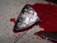 havupociqyxu's profile picture. Зачем идти к психологу, если есть твиттер?