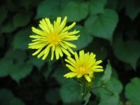 cekemufabab's profile picture. Угадайте, кто смотрит сериалы вместо того, чтобы готовиться к экзаменам? Да, это я.