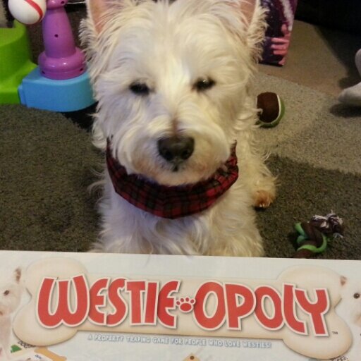 I am an adorable Westie with lots of 'tude.  I am also the neighborhood watch dog and official floor cleaner.