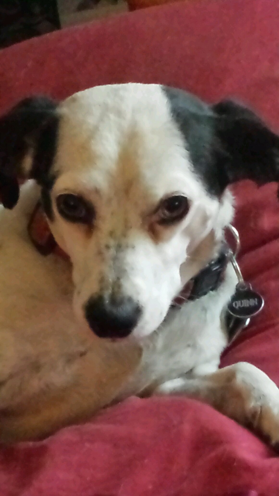 QuinnChikMagnet's profile picture. I'm just an incredibly handsome dog that all the girls fall in love with at first sight.  I love my life.  #chickmagnet #adorable #chikmagnet