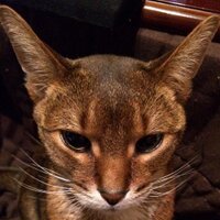 yumi (@yumimage) 's Twitter Profile