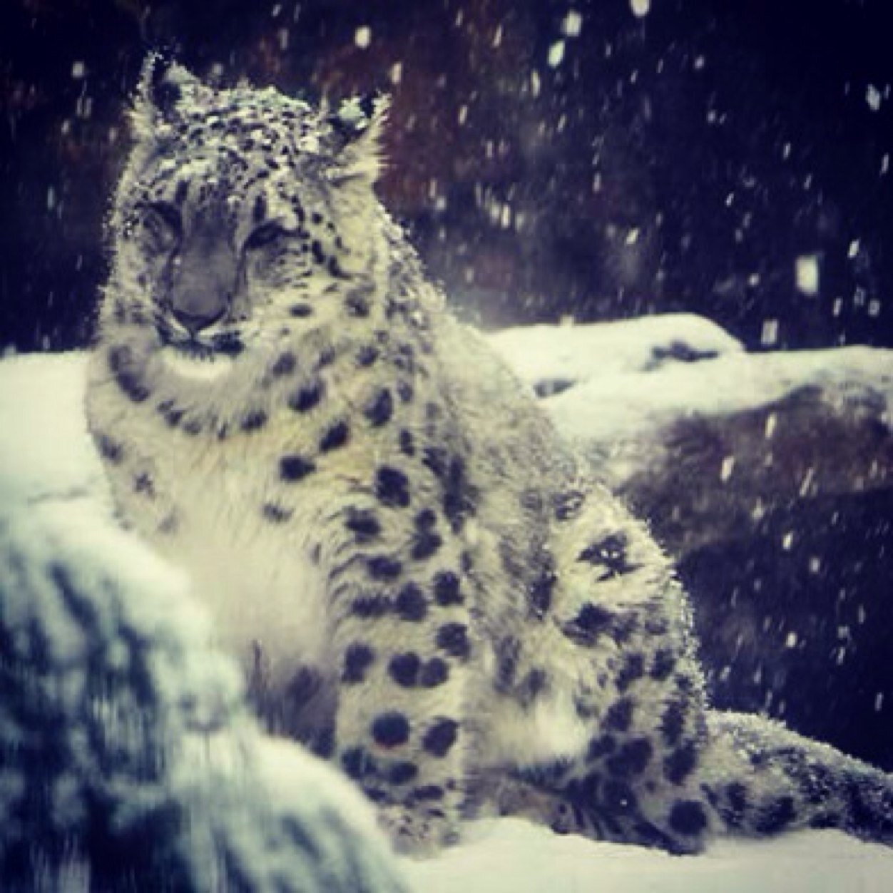 dianebrees's profile picture. 