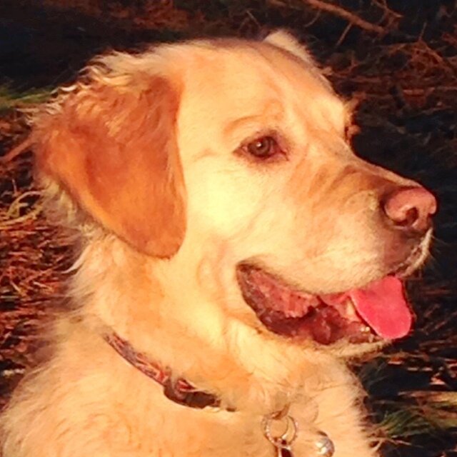 TBI survivor Assistance dog partner (retired)🦮👩🦼Disability Access Advisor Olympic Torch Bearer Beijing '08/London '12, ❤️geocaching, sport, travel, ancestry
