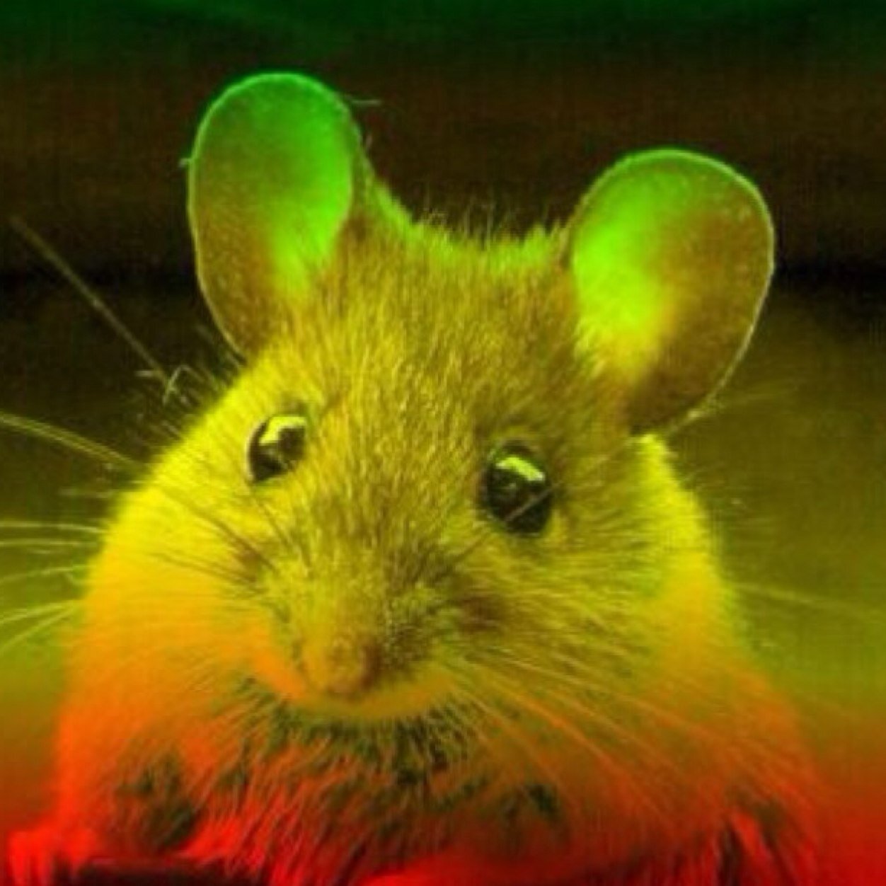 High_Mouse's profile picture. 