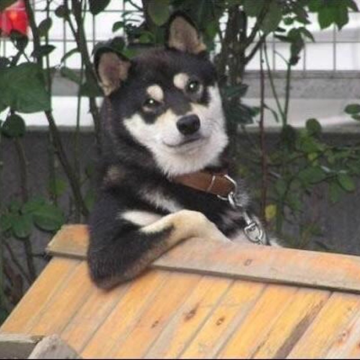 comoseufc's profile picture. foto do cachorro que eh a cara do seu fc