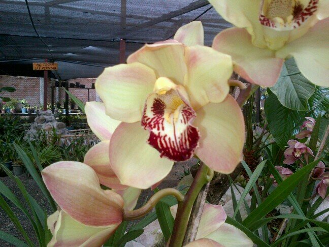 orquideas