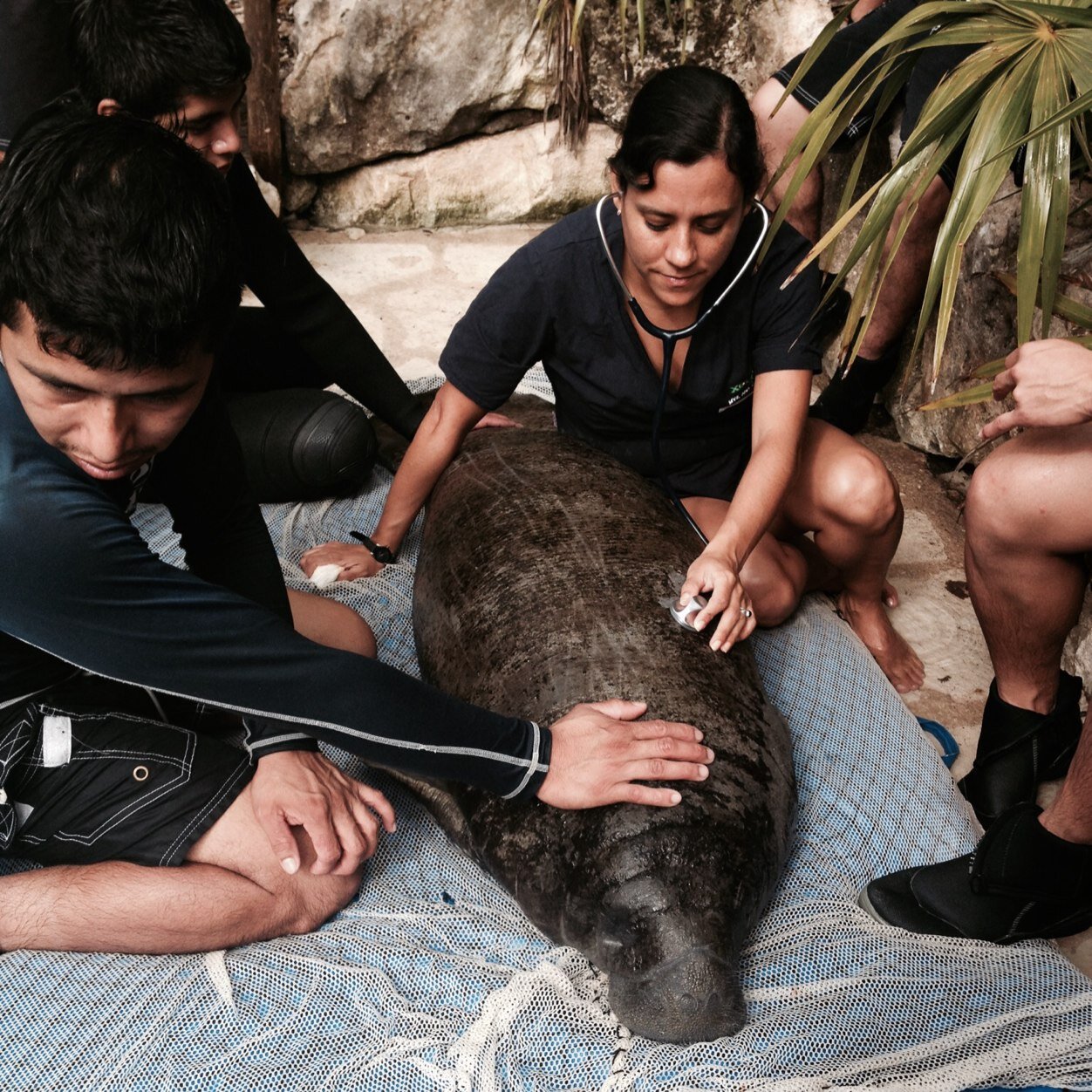 Médico Veterinario, especialista en fauna silvestre. Amante de los manatíes y las tortugas marinas. #RivieraMaya
