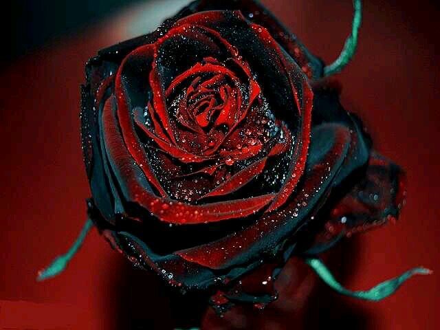 neonsnowballs's profile picture. #HelpMe  ♥♥Alice went down #TheRabbitHole ♡♡ #FollowMe i rep #TeamFollowBack