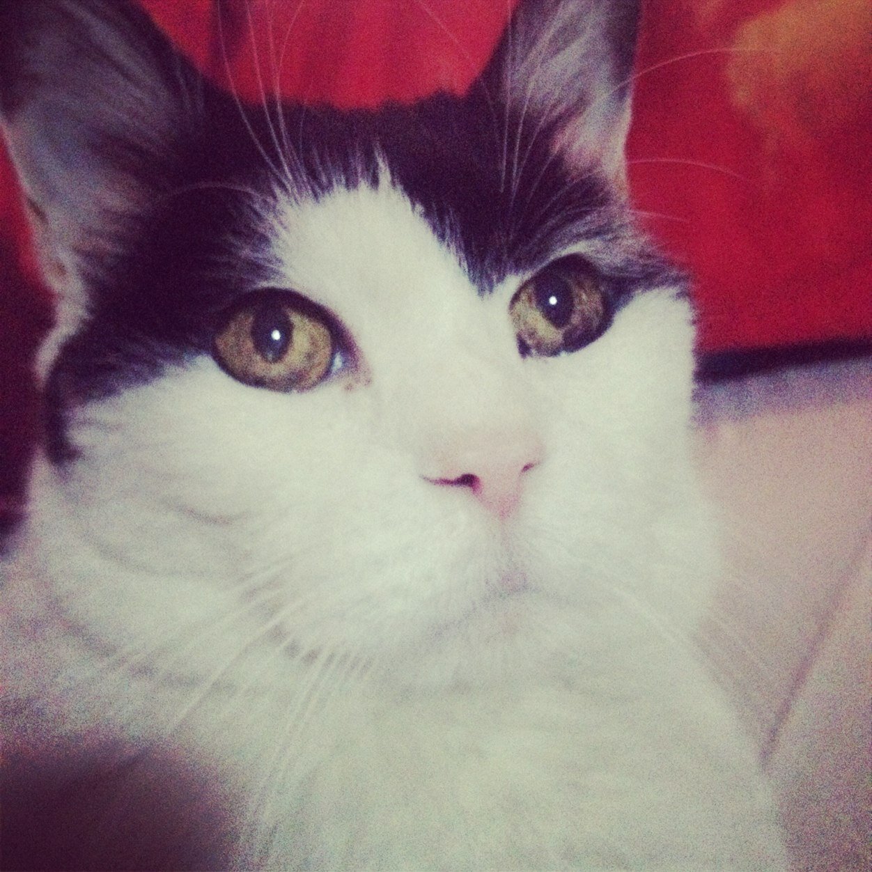 wilburthekitty's profile picture. 