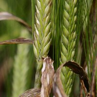 Hugh Wallwork (@hughwallwork) 's Twitter Profile