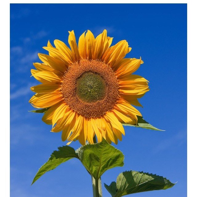 sunflowergirlks's profile picture. 