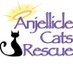 Anjellicle Cats (@anjelliclecats) Twitter profile photo