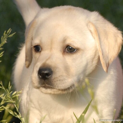 Dog training is easy. Let me share with you my experiences so that you can simplify your dog training process too!