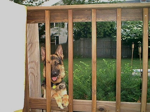 Jomfetica's profile picture. 