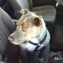 bobby morales - @bobsmob51 - Twitter