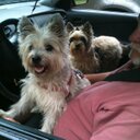 Fran Williams - @flwms1 - Twitter