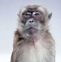 wuvesywabir's profile picture. Привет, я понедельник. Страдай.