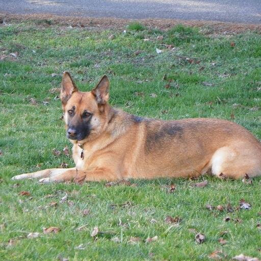 DaveStarrett1's profile picture. Tired and retired bricklayer.