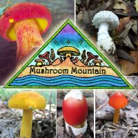Mushroom Mountain (@sporeprints) 's Twitter Profile