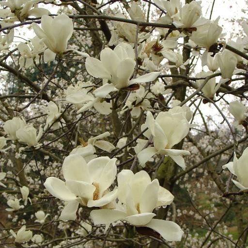 FerideTchaidze's profile picture. Head of Plant Introduction Department In Batumi Botanical Garden