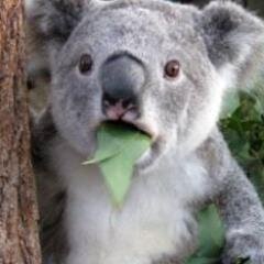 動物に関する雑学を呟き中♪　※合コンで使って盛り上がる保証はできません